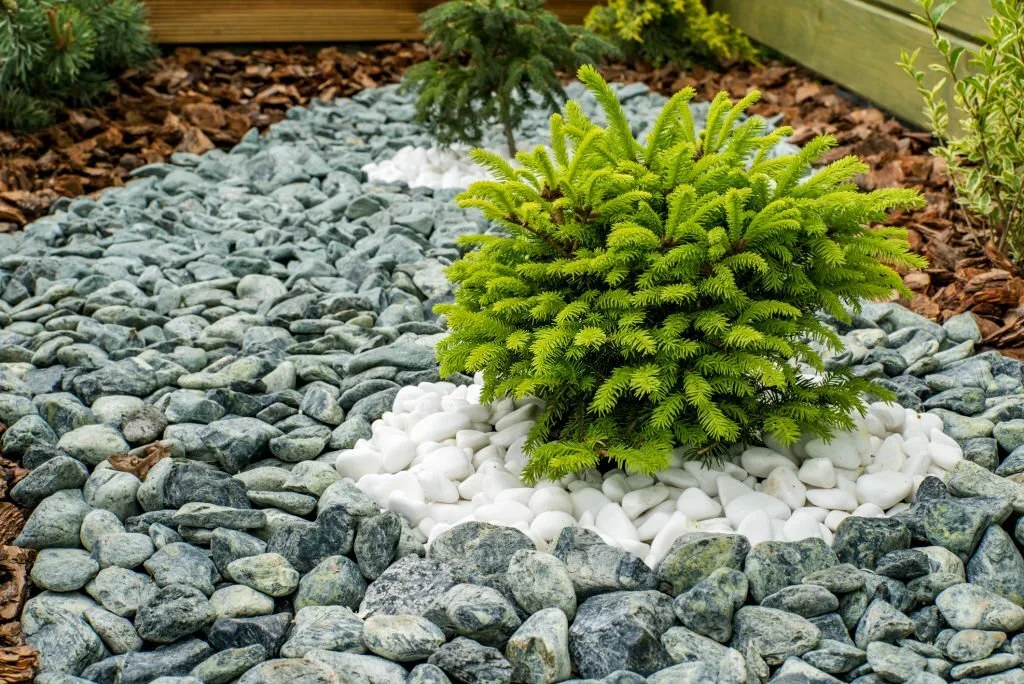 ornamental shrub in the garden lined with stones.